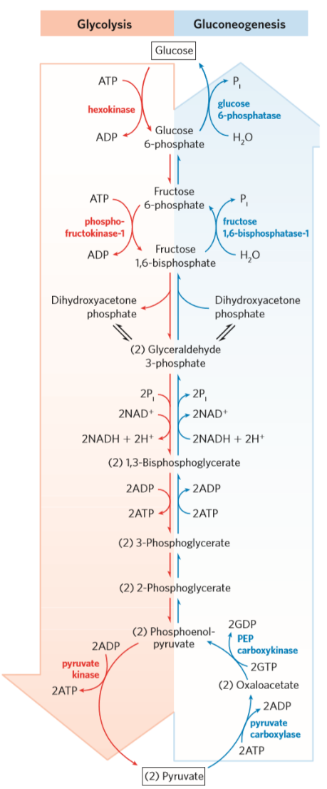 glycolysis and gluconeogenesis comparison