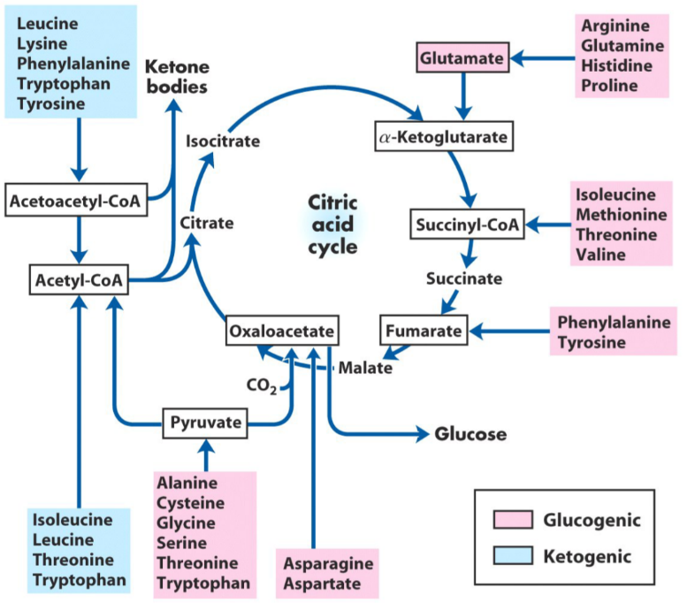 13 Amino Acid Metabolism The Fate Of The Carbon Skeleton Greek Doctor