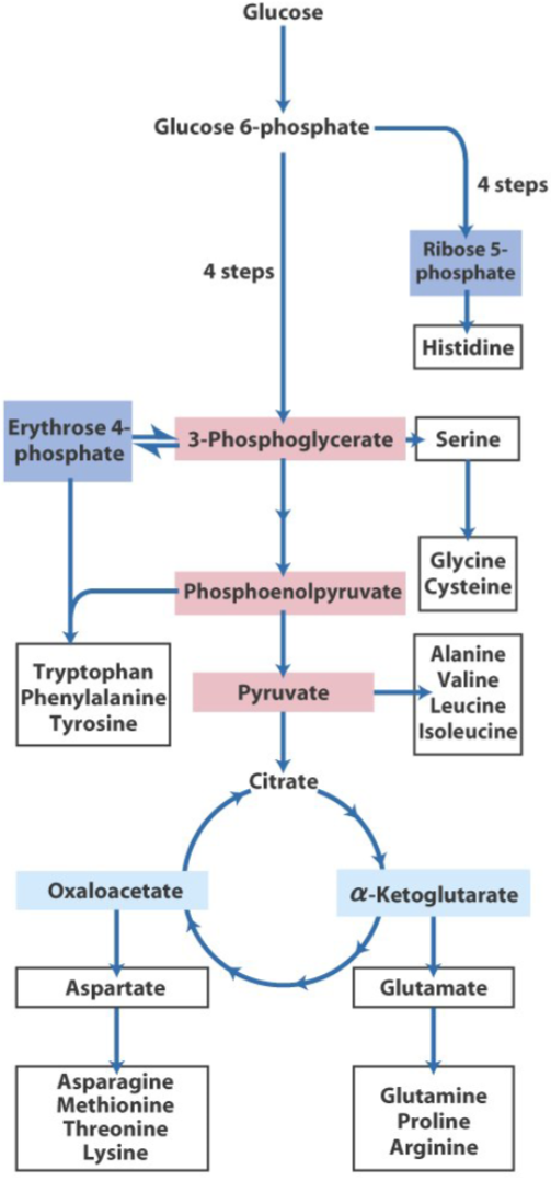 14. Synthesis of nonessential amino acids greek.doctor