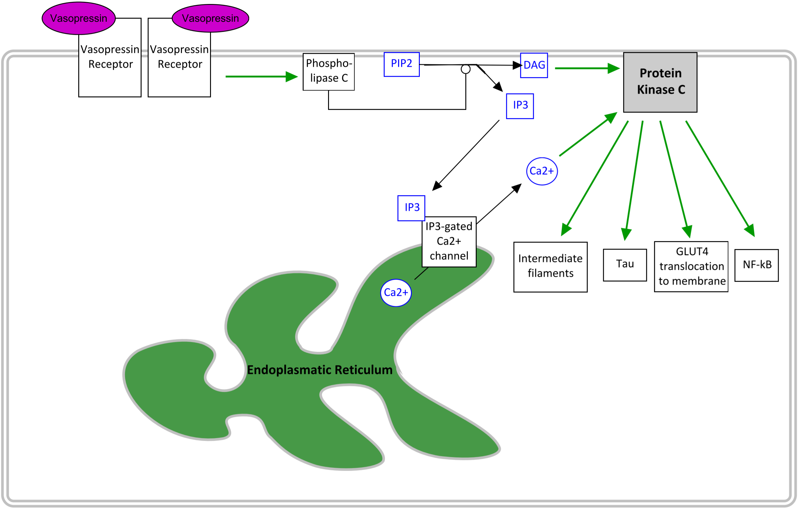 Protein Kinase C pathway – greek.doctor