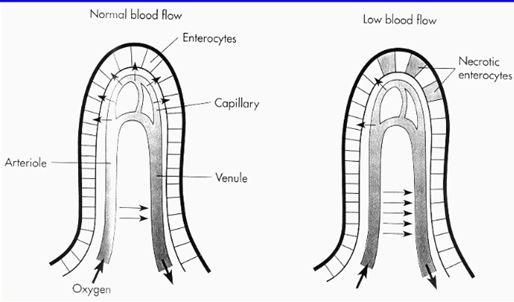 Blood Flow Through The Colon Countercurrent1305247179921