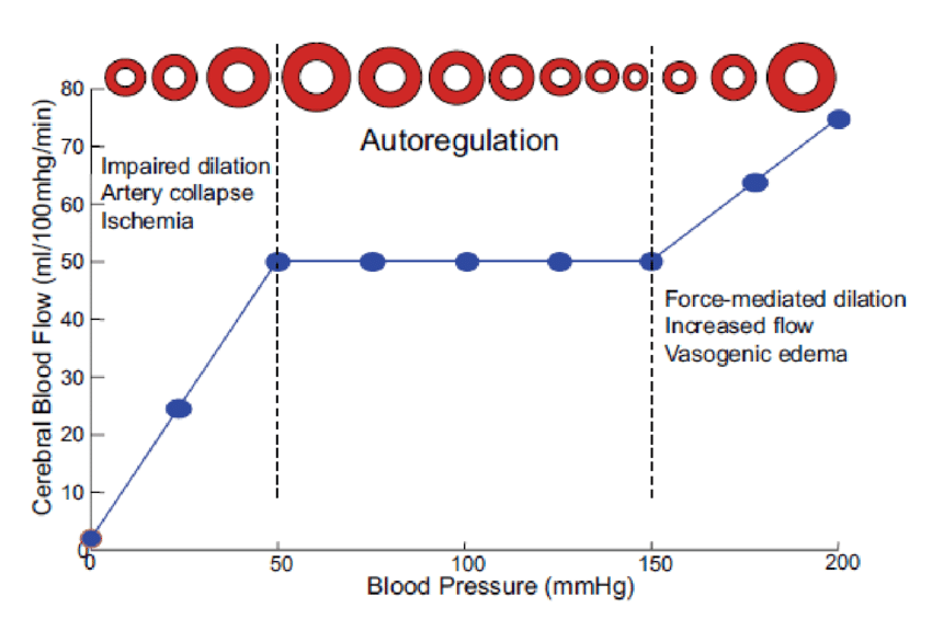 Cerebral autoregulation and the vascular response to blood pressure changes. 