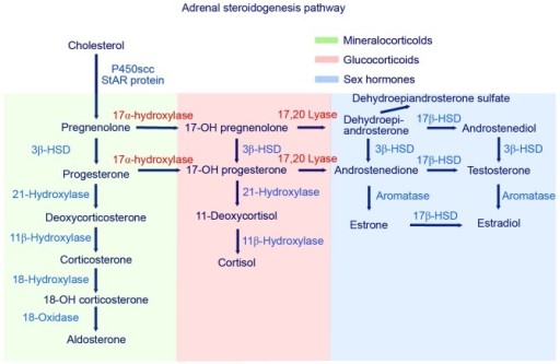 Schematic of the adrenal steroidogenesis biosynthesis pathway. HSD, hydroxysteroid dehydrogenase.