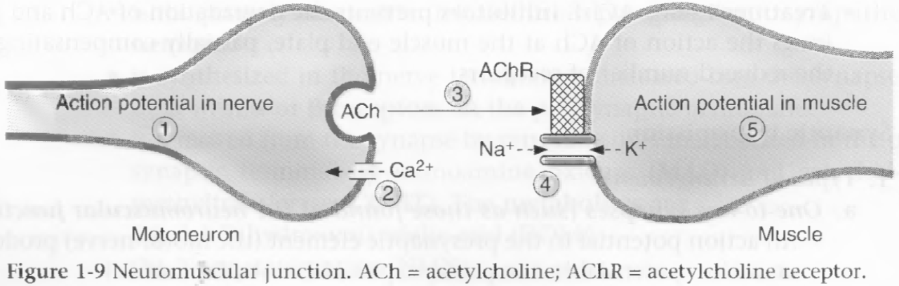 neuromuscular blocking agents mechanism of action