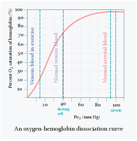 Effects of CO poisoning on hemoglobin-oxygen dissociation curve. In