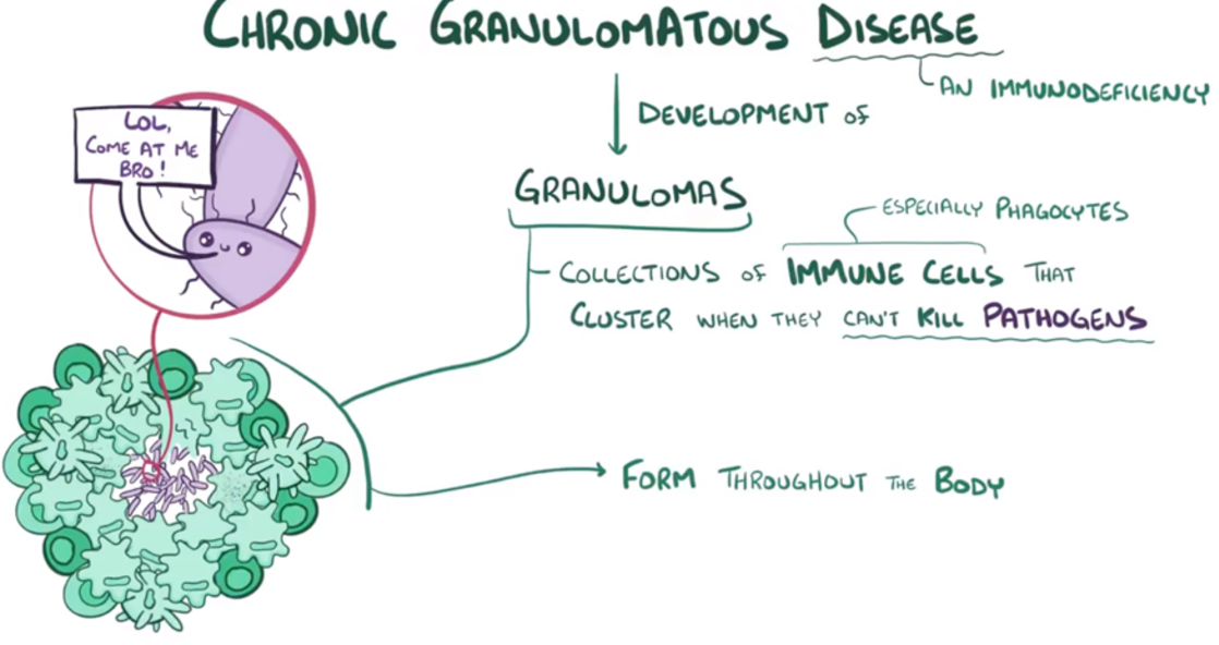 32. Granuloma. Granulomatous inflammation – greek.doctor