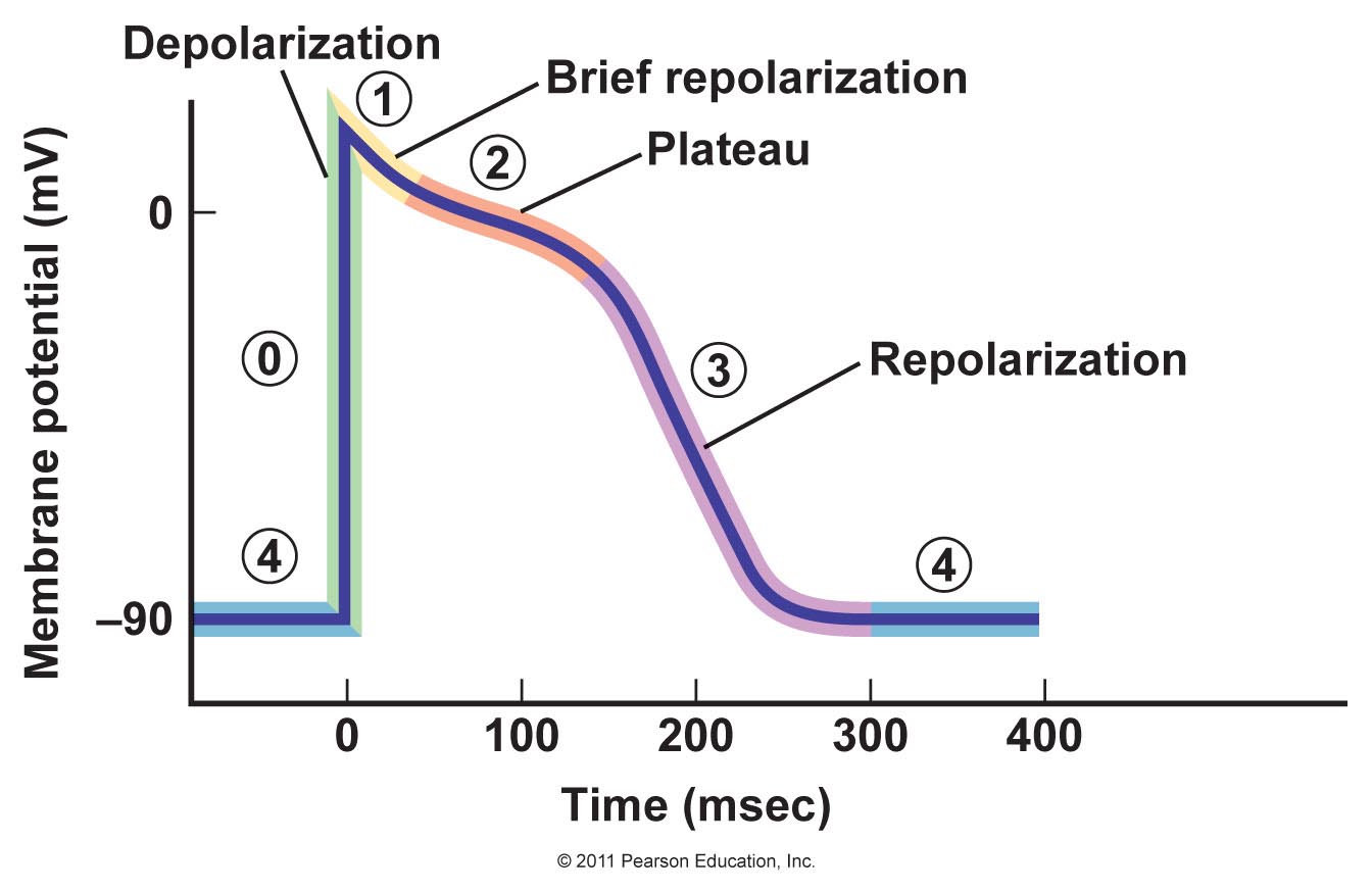 cardiac action potential drugs