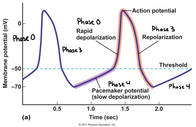 cardiac action potential drugs