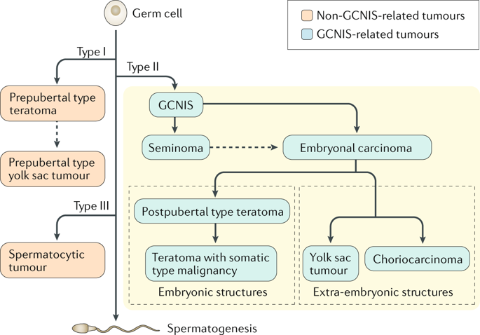 53 Testicular Tumours Classification Tumour Markers Greek Doctor