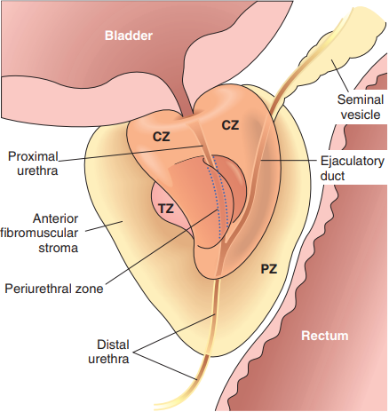 prostate gland zones