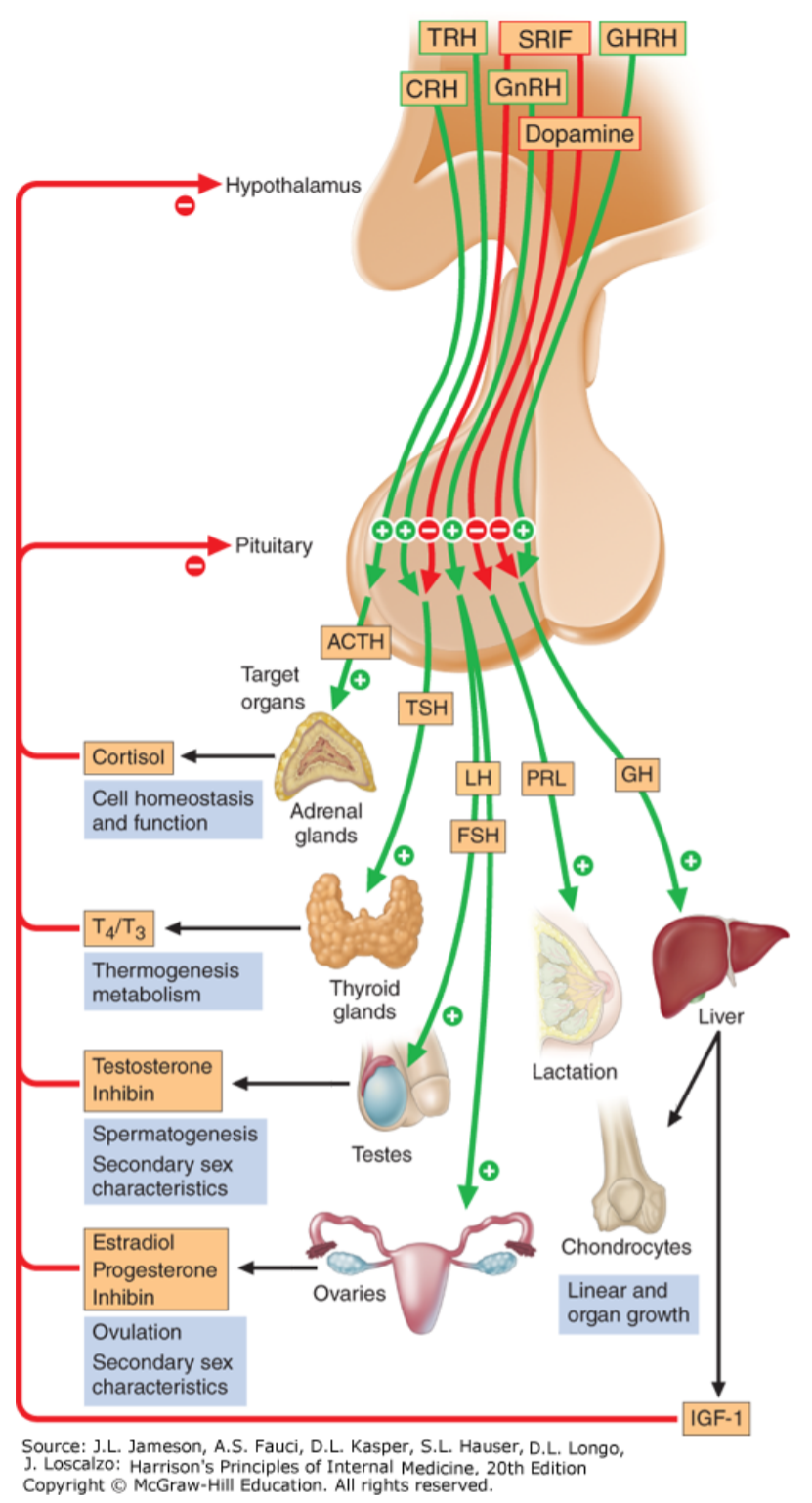 55. Disorders of the hypothalamo-pituitary system. Pituitary