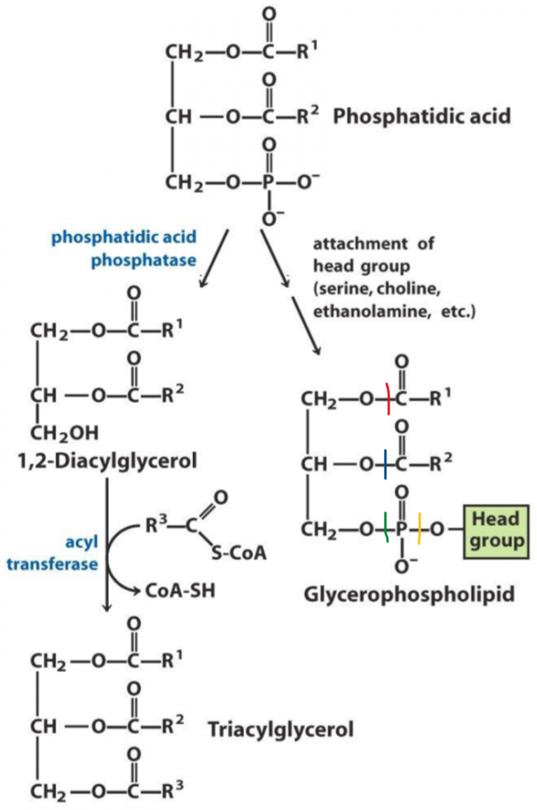 7. Synthesis of complex lipids – greek.doctor