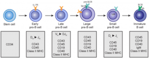 8. Primary B-cell Development – Greek.doctor