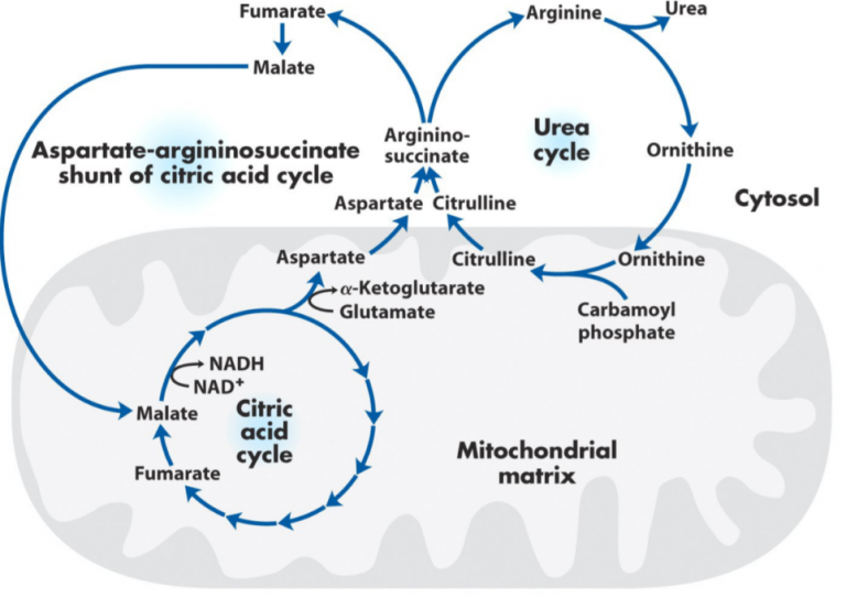 12. Urea cycle and ammonium metabolism – greek.doctor