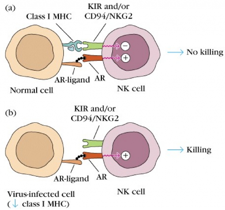 15. Effector Mechanisms Of Cell-mediated Immune Response – Greek.doctor