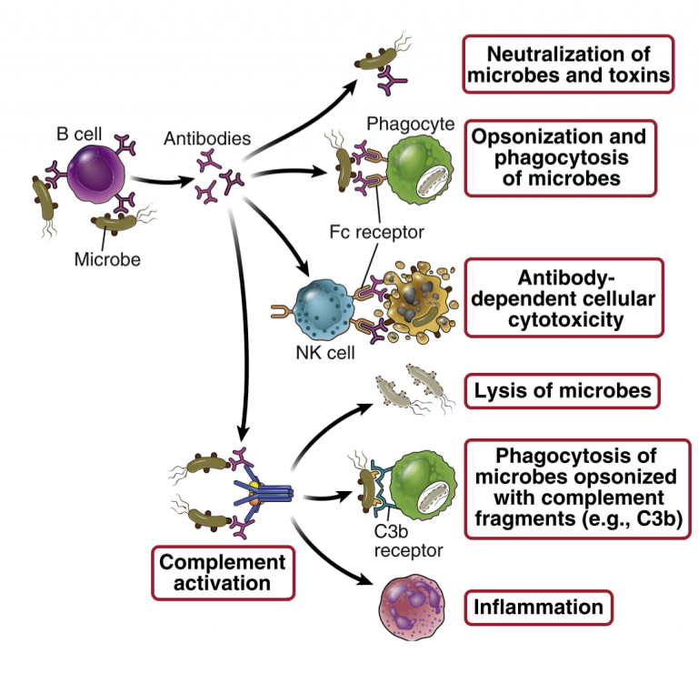 13. Effector functions of antibodies – greek.doctor