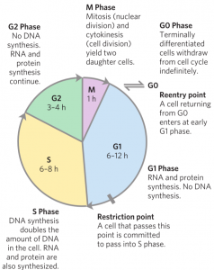 44. The myc oncogene. Types and their changes and role in tumours (c ...