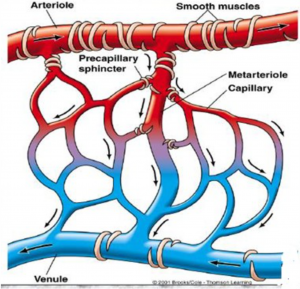 12. Definition And Classification Of Circulatory Shock. Pathophysiology 