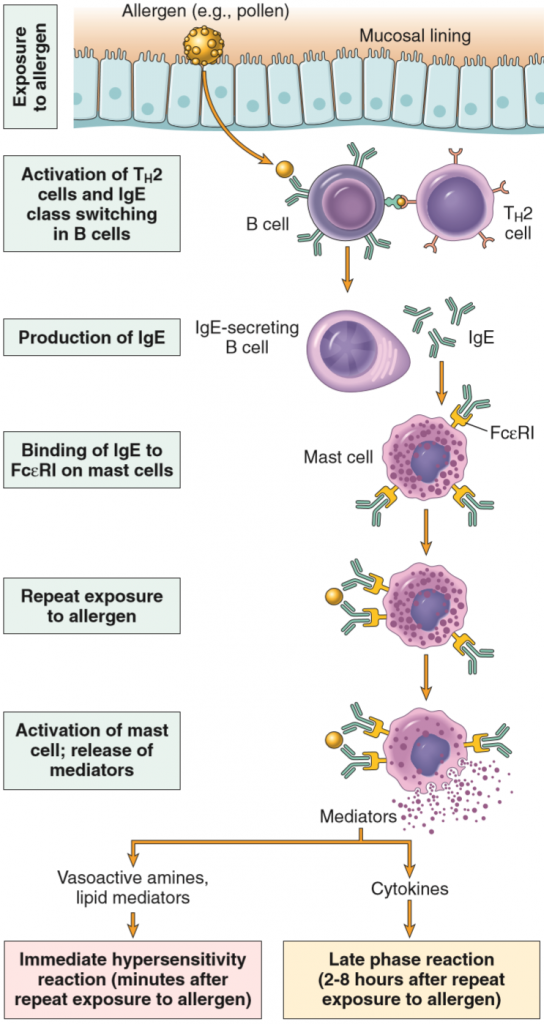 33-type-i-and-type-ii-hypersensitivity-reactions-mechanisms-and