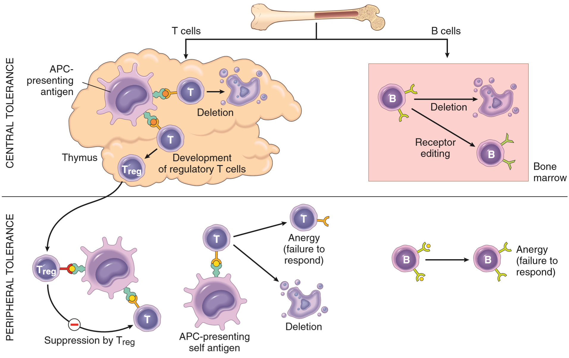 35-pathogenesis-of-autoimmune-disorders-greek-doctor