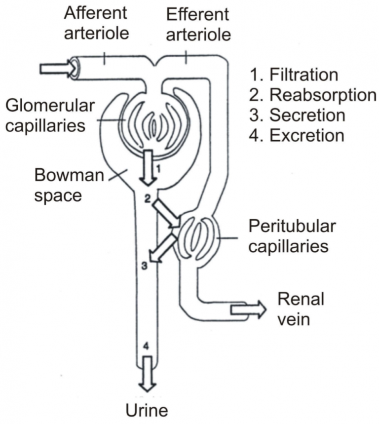 63. Pathophysiology of glomerular filtration – greek.doctor