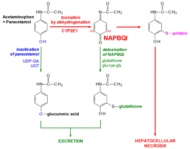 8. Biotransformation of drugs – greek.doctor