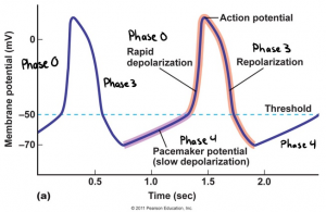 23. Antiarrhythmic drugs – greek.doctor