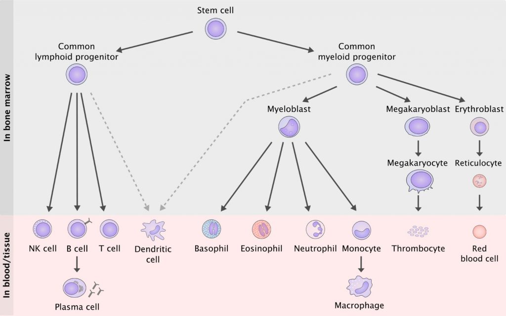 28 Indolent B Cell Lymphomas Fl Cll Mcl Mzl Introduction To