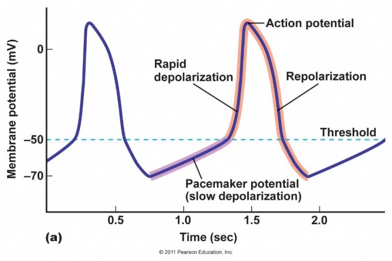 25. Generators and conductors of impulses in the heart. Refractory ...