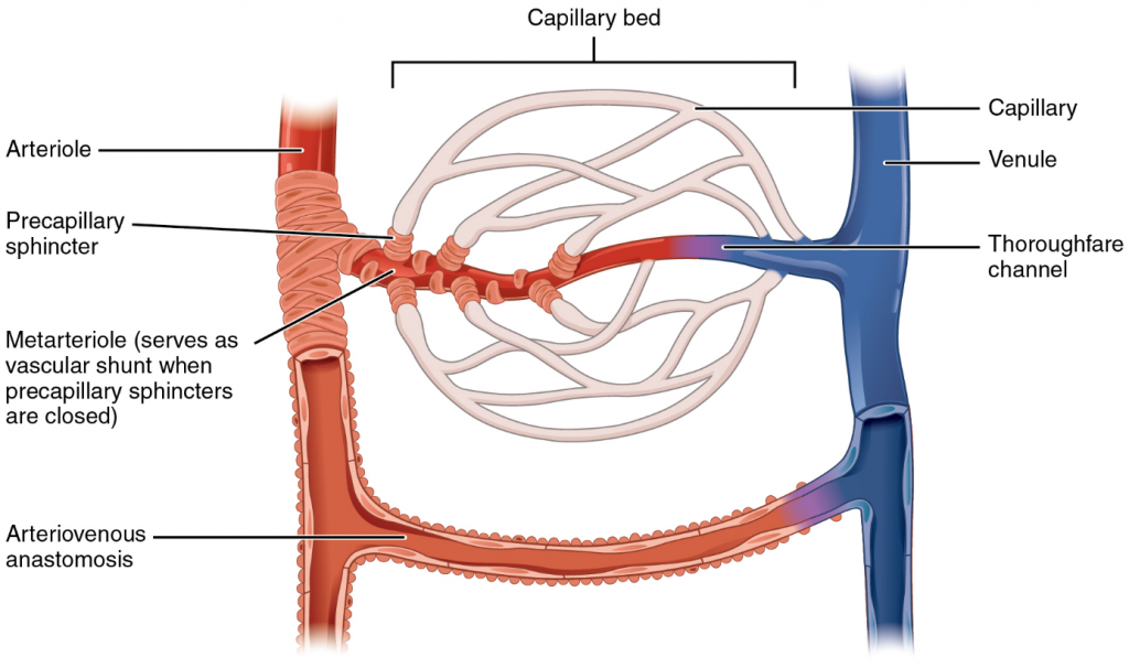 35. Circulation through the capillaries – greek.doctor