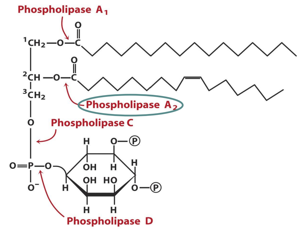 7. Synthesis of complex lipids – greek.doctor