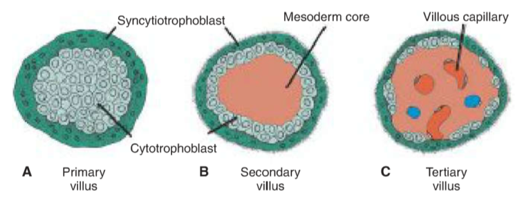 2. Formation of the trilaminar germ disk and the folding – greek.doctor