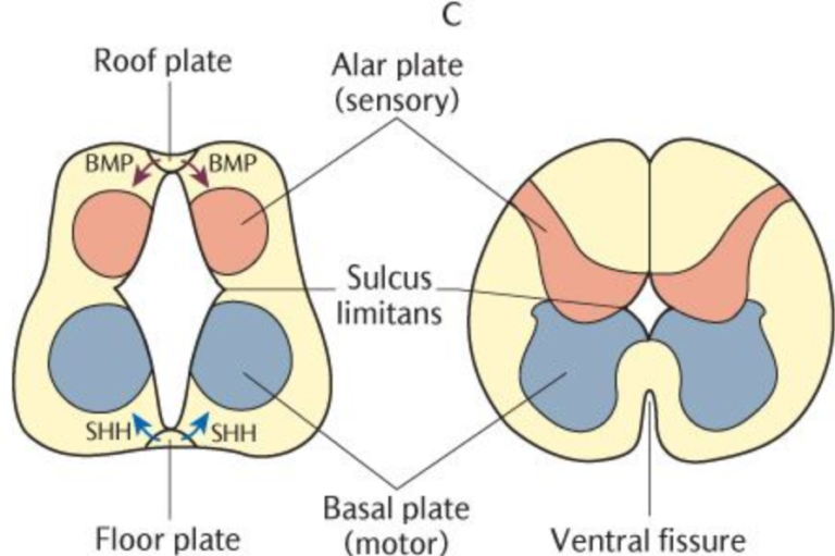 16. Neurulation. The Structure Of The Neural Tube. Development Of The ...